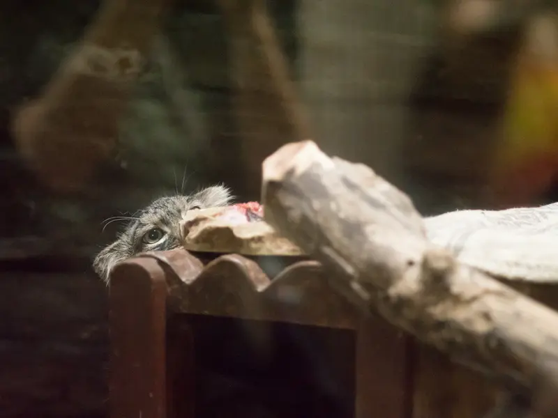 恩賜上野動物園のサフランの写真