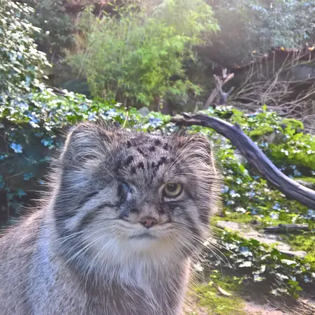 ロッテルダム動物園のパノエルの写真
