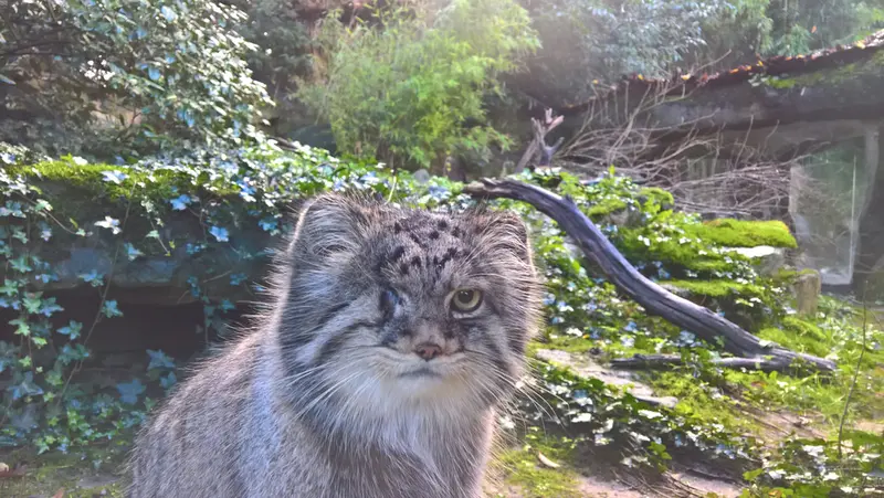 ロッテルダム動物園のパノエルの写真