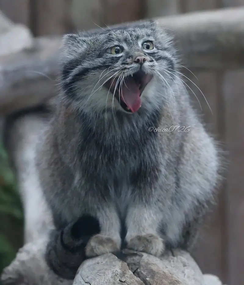 神戸どうぶつ王国のナルの写真