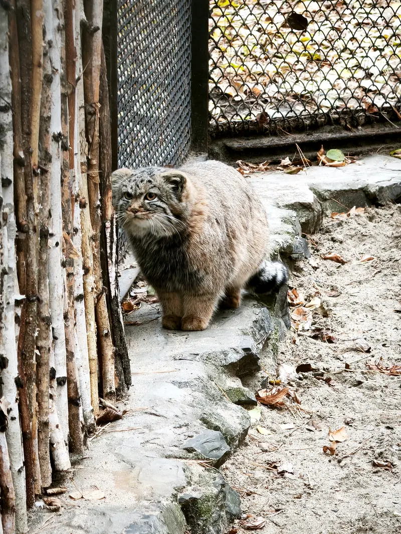ノヴォシビルスク動物園のアデルの娘（2026年生まれ）Ⅱの写真