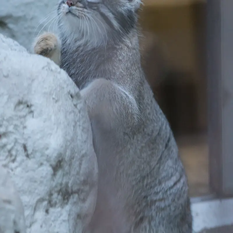 野毛山動物園のフィーガの写真