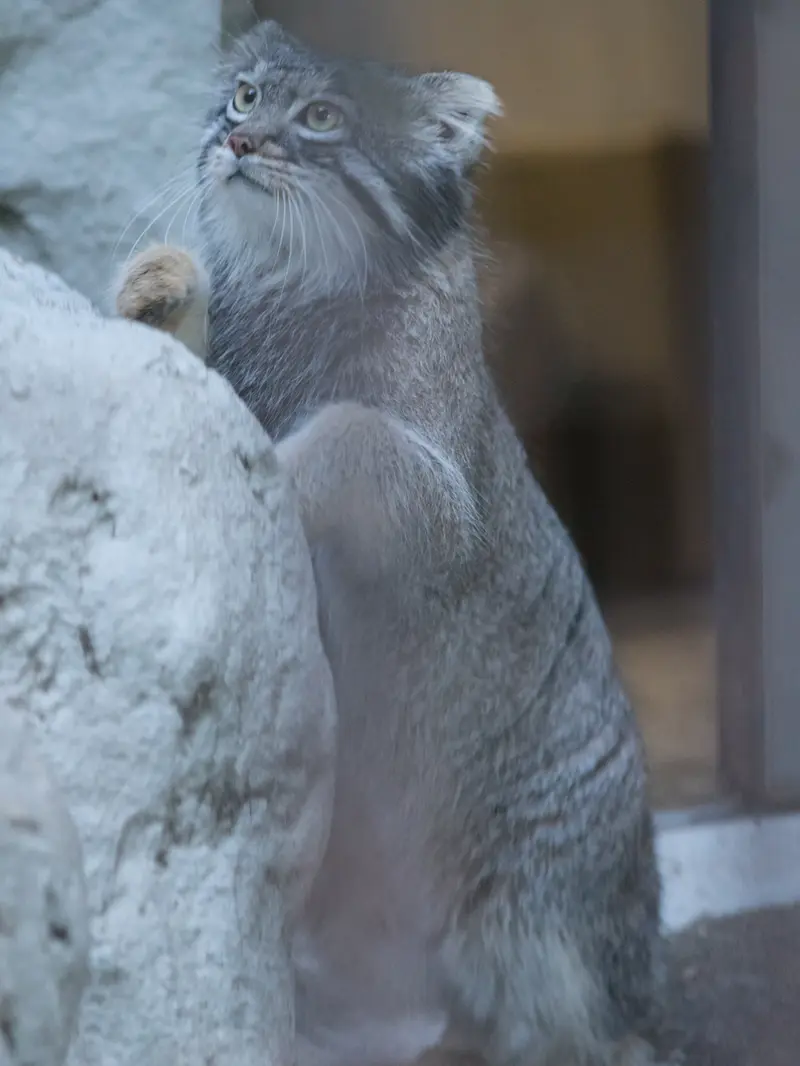 野毛山動物園のフィーガの写真