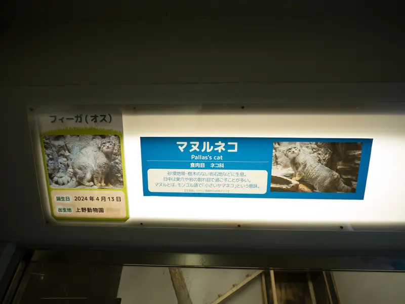 野毛山動物園のマヌルネコの写真