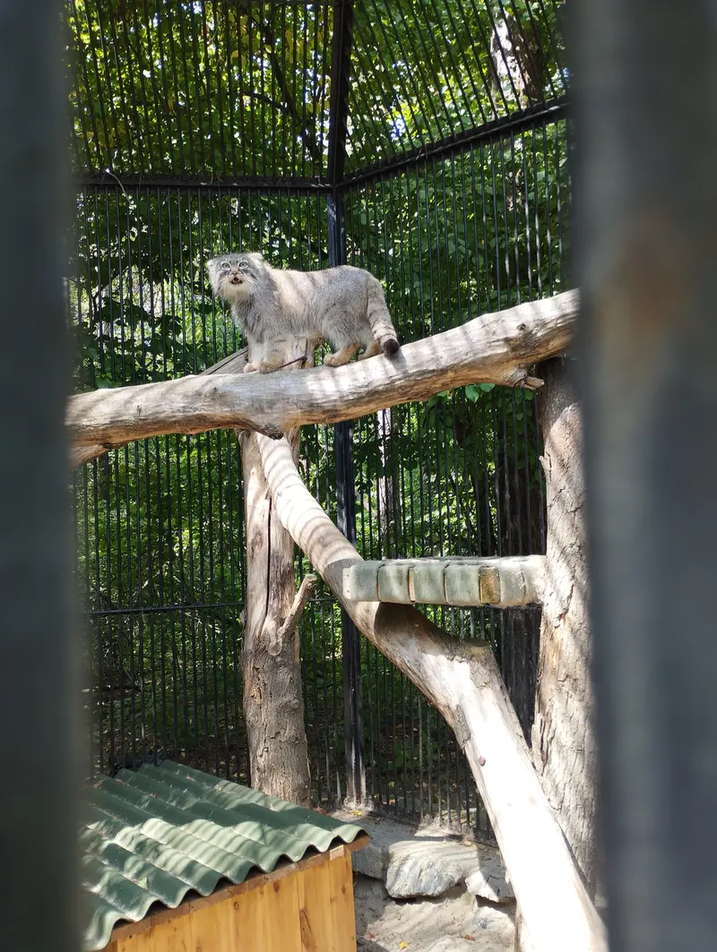 ノヴォシビルスク動物園のマヌルネコの写真