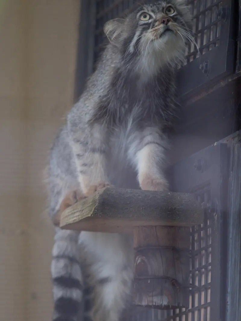 旭山動物園のヒデの写真