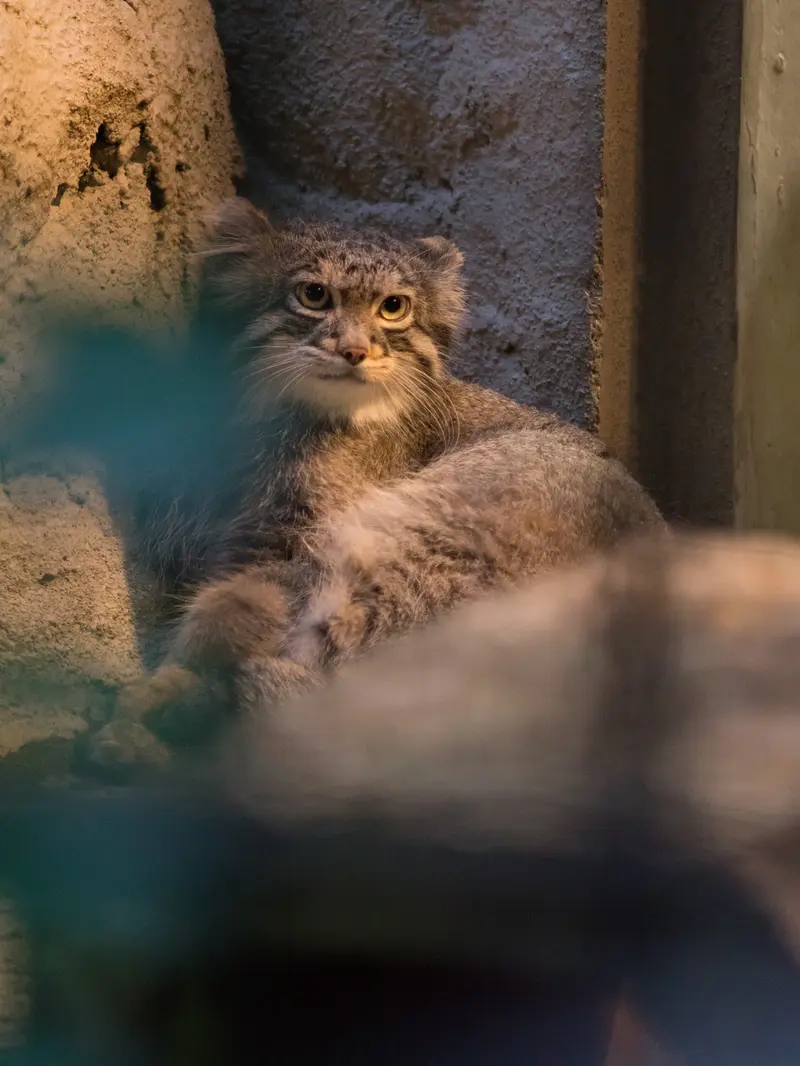 野毛山動物園のフィーガの写真