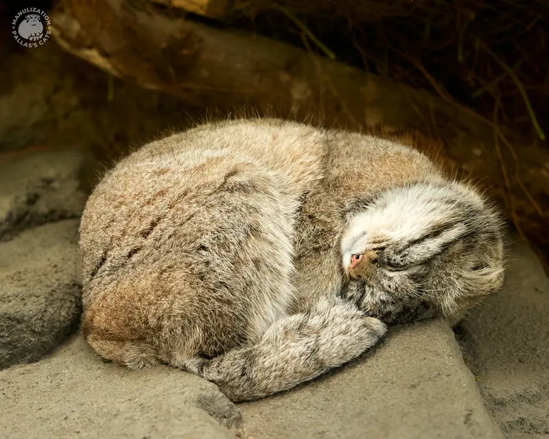 神戸どうぶつ王国のナルの写真
