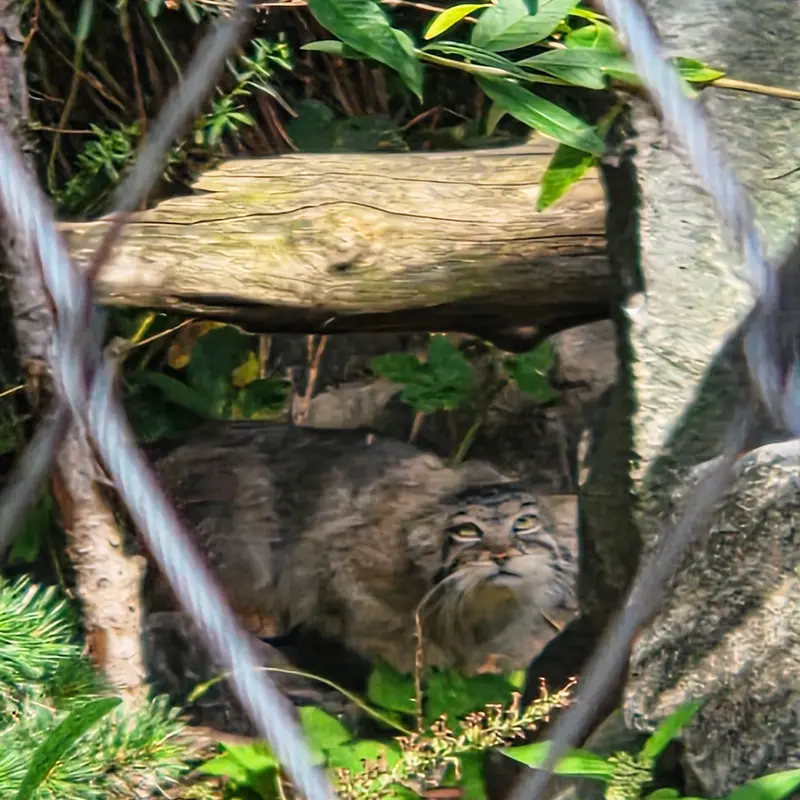 ティアパーク・ベルリンのチャルの写真
