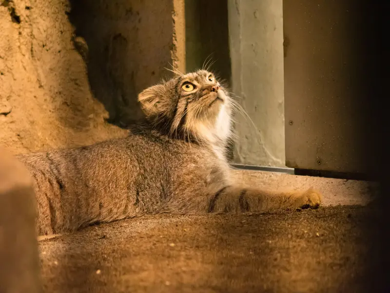 野毛山動物園のフィーガの写真