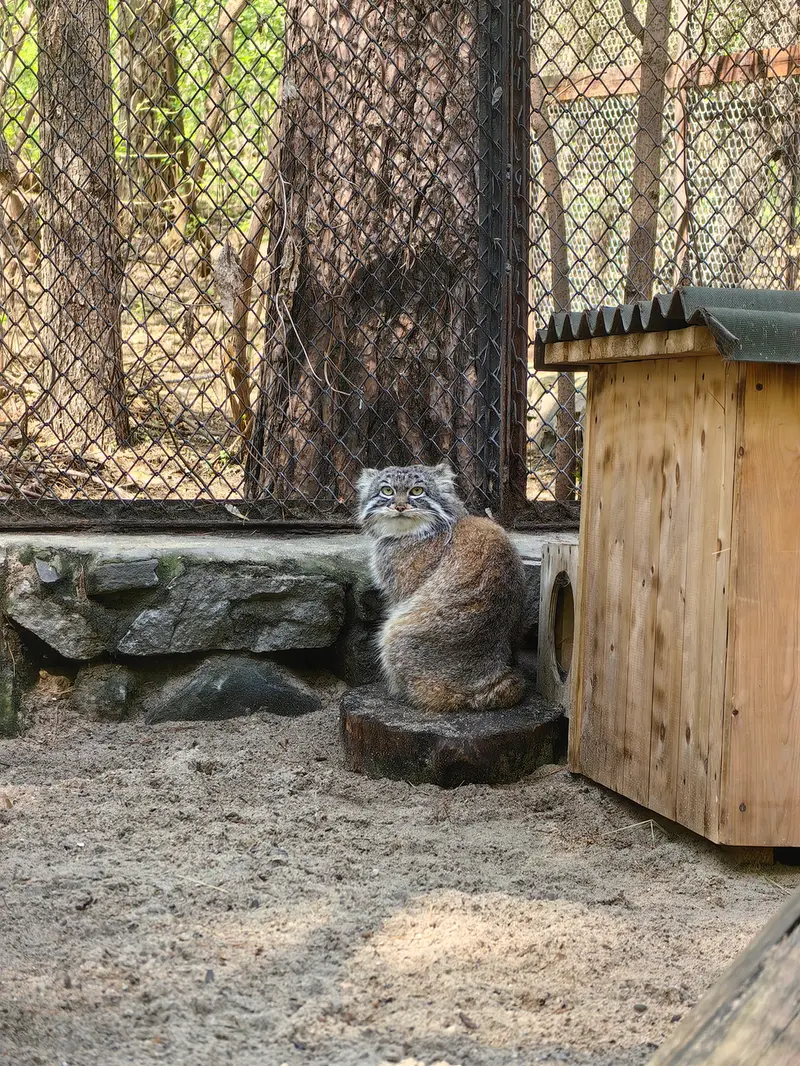 ノヴォシビルスク動物園のルフの写真