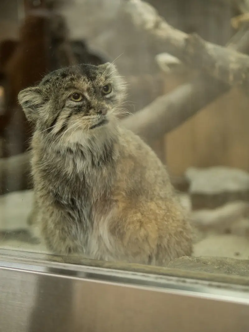 恩賜上野動物園のプリームラの写真