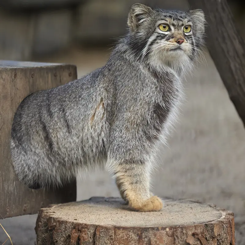 ノヴォシビルスク動物園のイヴの写真