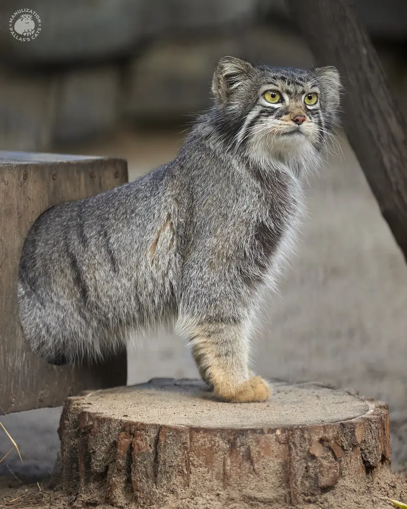 ノヴォシビルスク動物園のイヴの写真