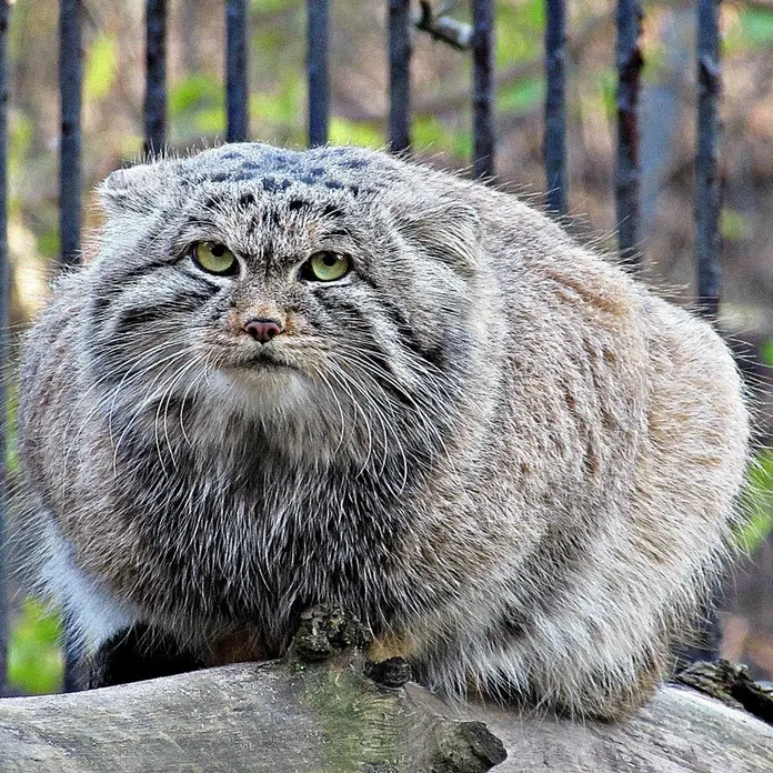 ノヴォシビルスク動物園のマヌルネコの写真