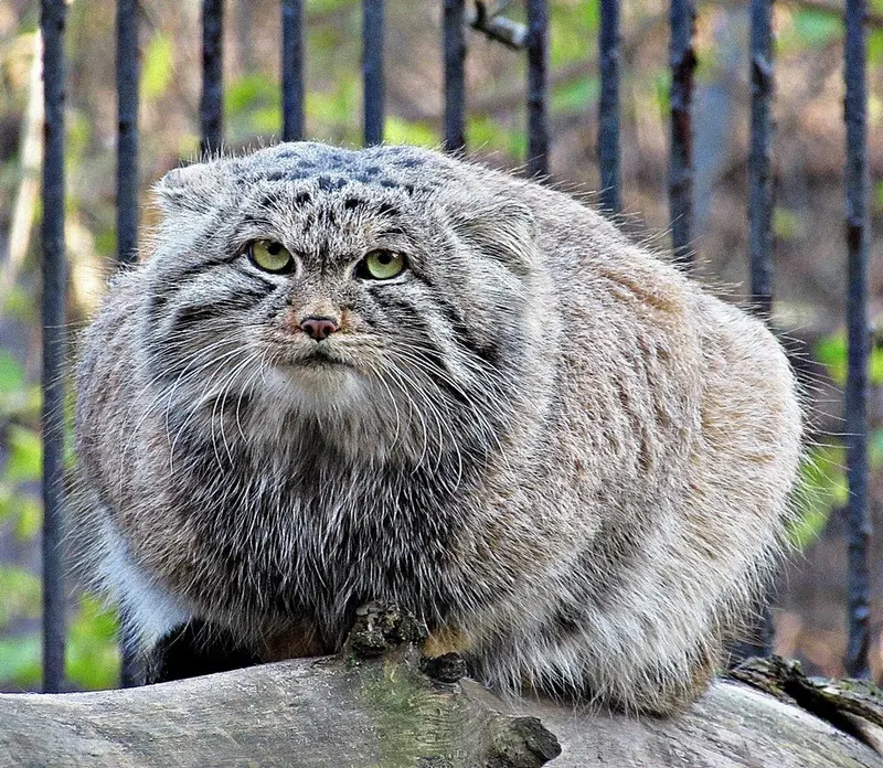 ノヴォシビルスク動物園のマヌルネコの写真