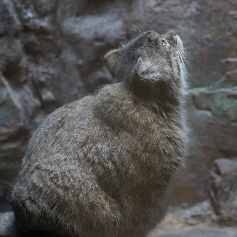 恩賜上野動物園のプリームラの写真