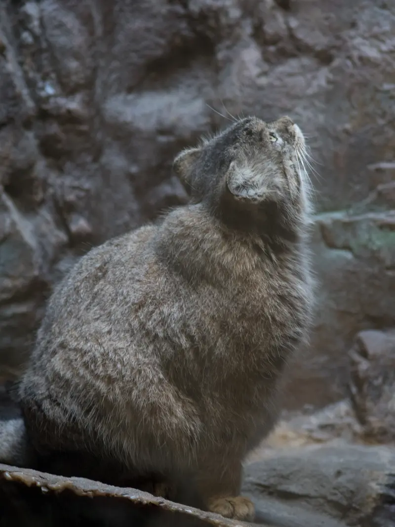 恩賜上野動物園のプリームラの写真