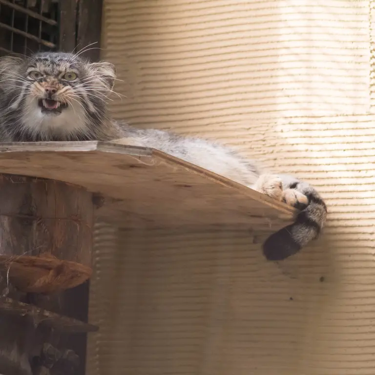 旭山動物園のヒデの写真
