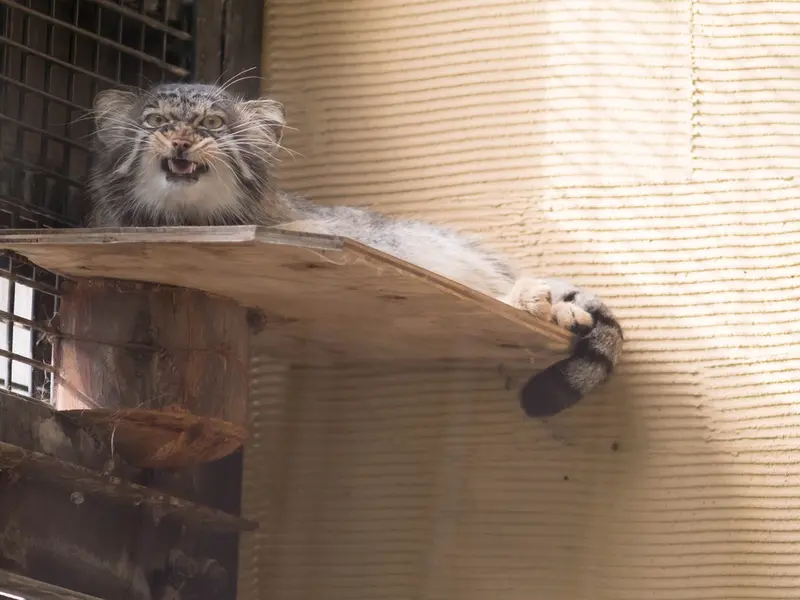 旭山動物園のヒデの写真