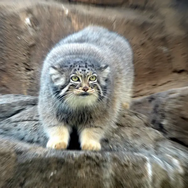 神戸市立王子動物園のモチの写真