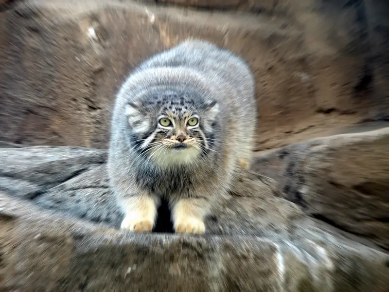 神戸市立王子動物園のモチの写真
