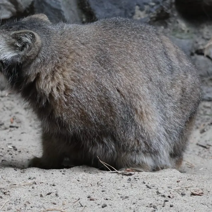 ノヴォシビルスク動物園のマヌルネコの写真