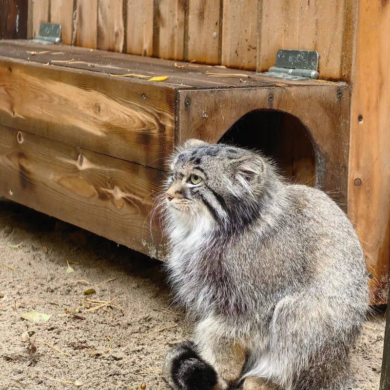 ノヴォシビルスク動物園のラッキーの写真