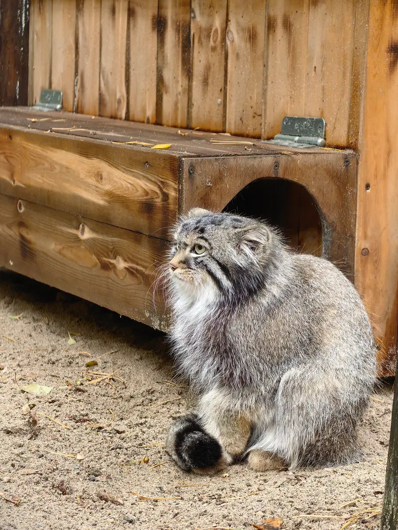 ノヴォシビルスク動物園のラッキーの写真