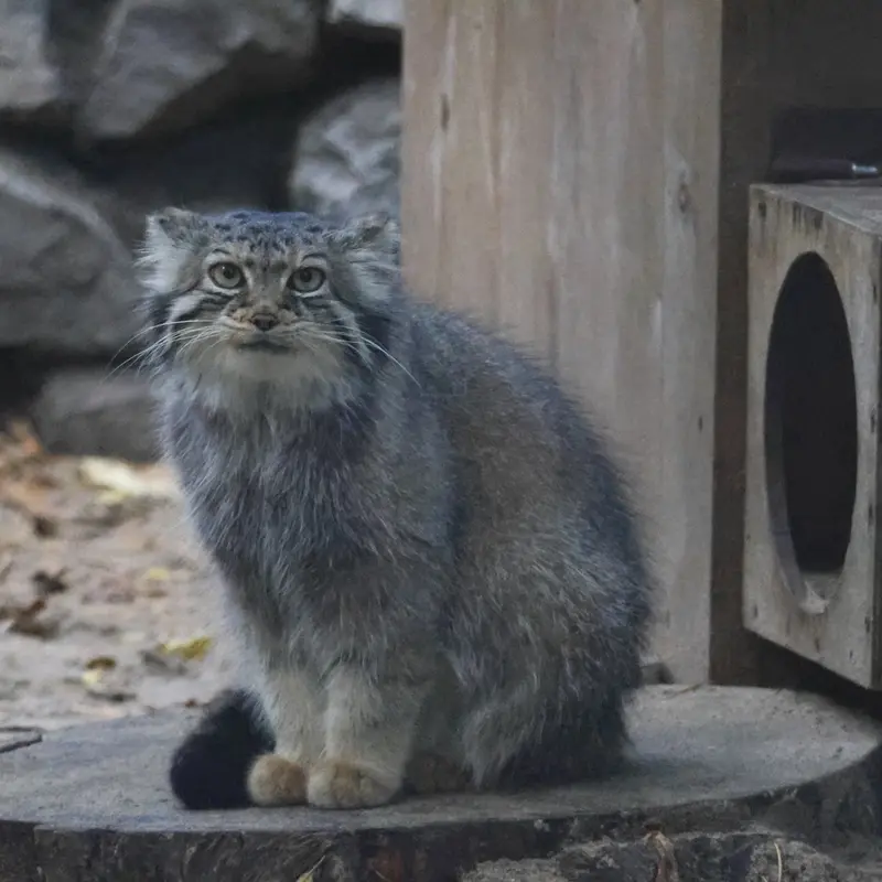 ノヴォシビルスク動物園のイヴの写真
