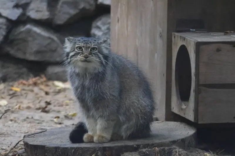 ノヴォシビルスク動物園のイヴの写真