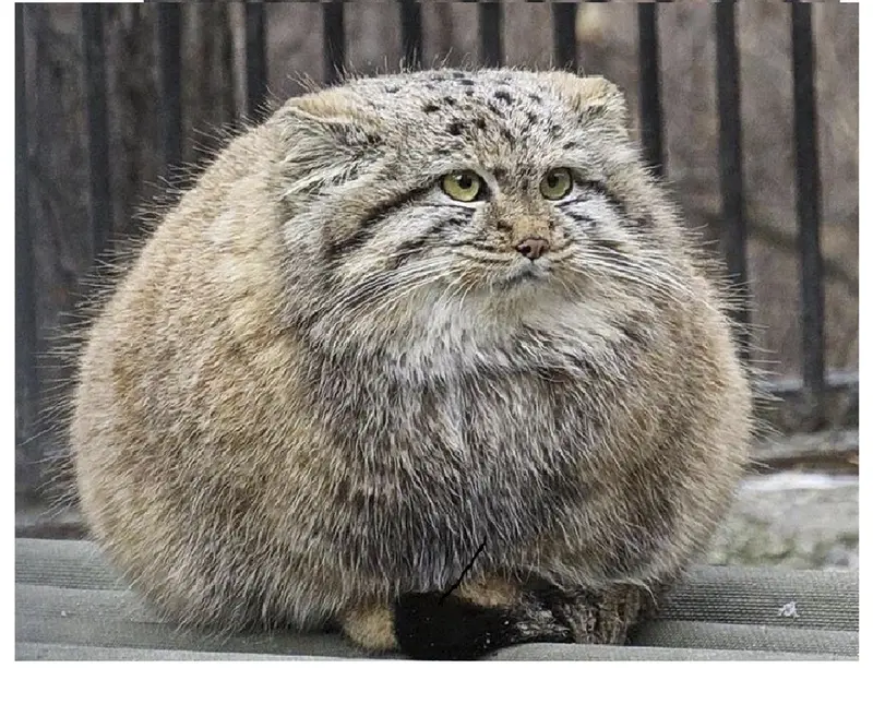 マヌルネコの写真