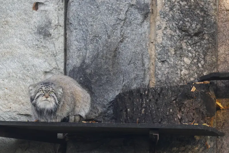 モスクワ動物園のティモフェイの写真