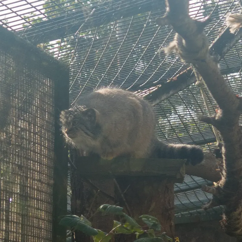 エディンバラ動物園のダッチェスの写真
