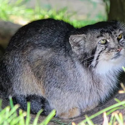 タンガニーカ野生動物公園のティムの写真