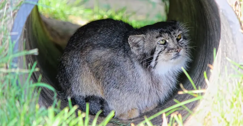 タンガニーカ野生動物公園のティムの写真