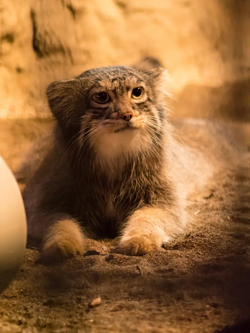 野毛山動物園のフィーガの写真