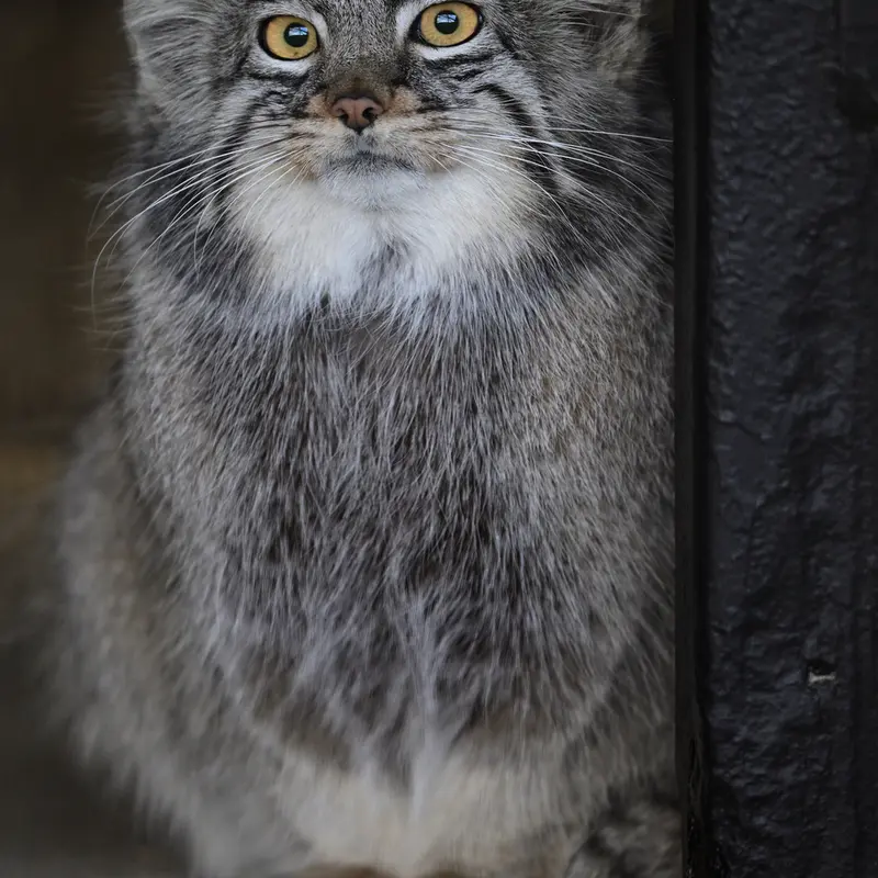 ごかつら池どうぶつパークのメイの写真