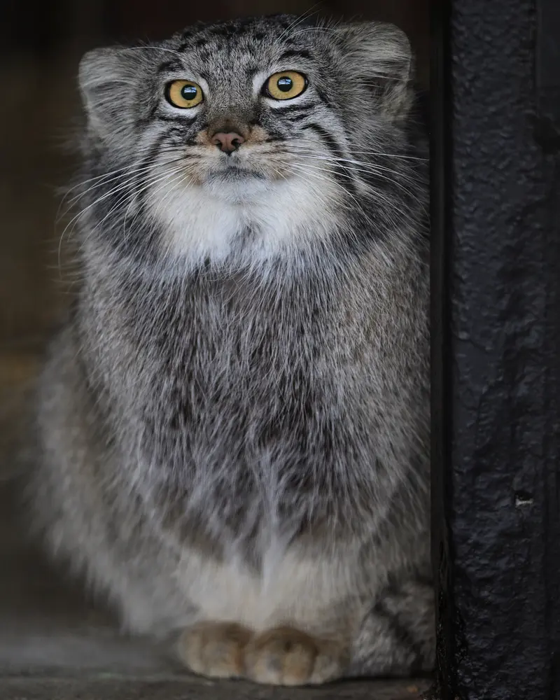 ごかつら池どうぶつパークのメイの写真