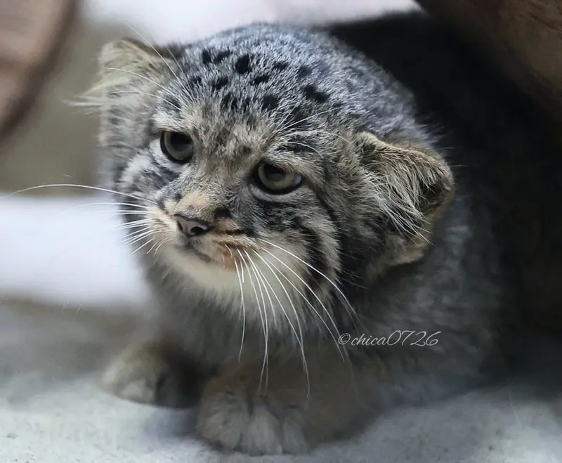 恩賜上野動物園のアブリコースの写真