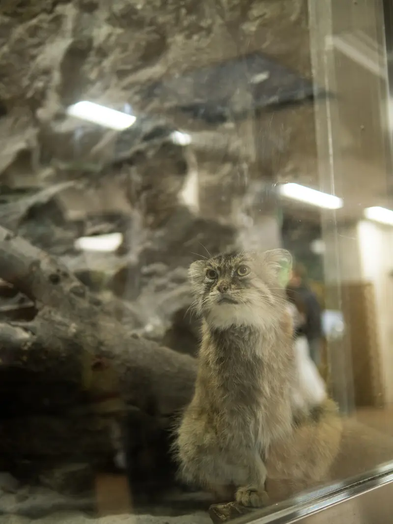 恩賜上野動物園のプリームラの写真