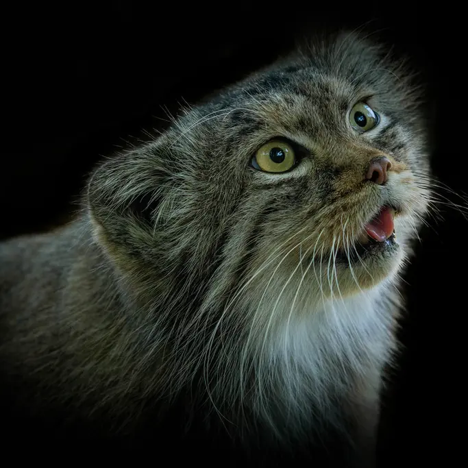 ビッグ・キャット・サンクチュアリのカラの写真