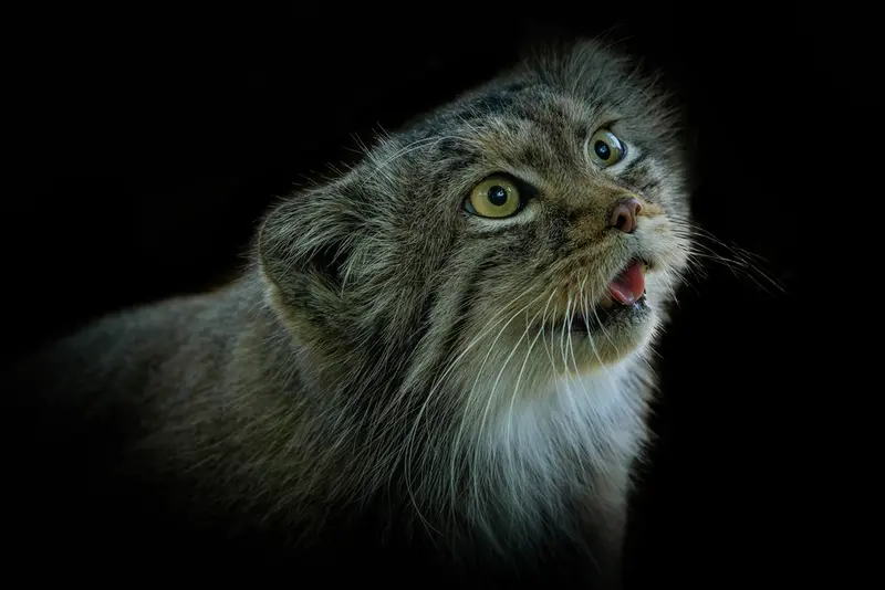 ビッグ・キャット・サンクチュアリのカラの写真