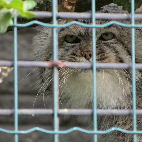 マクデブルク動物園のジョナサンの写真