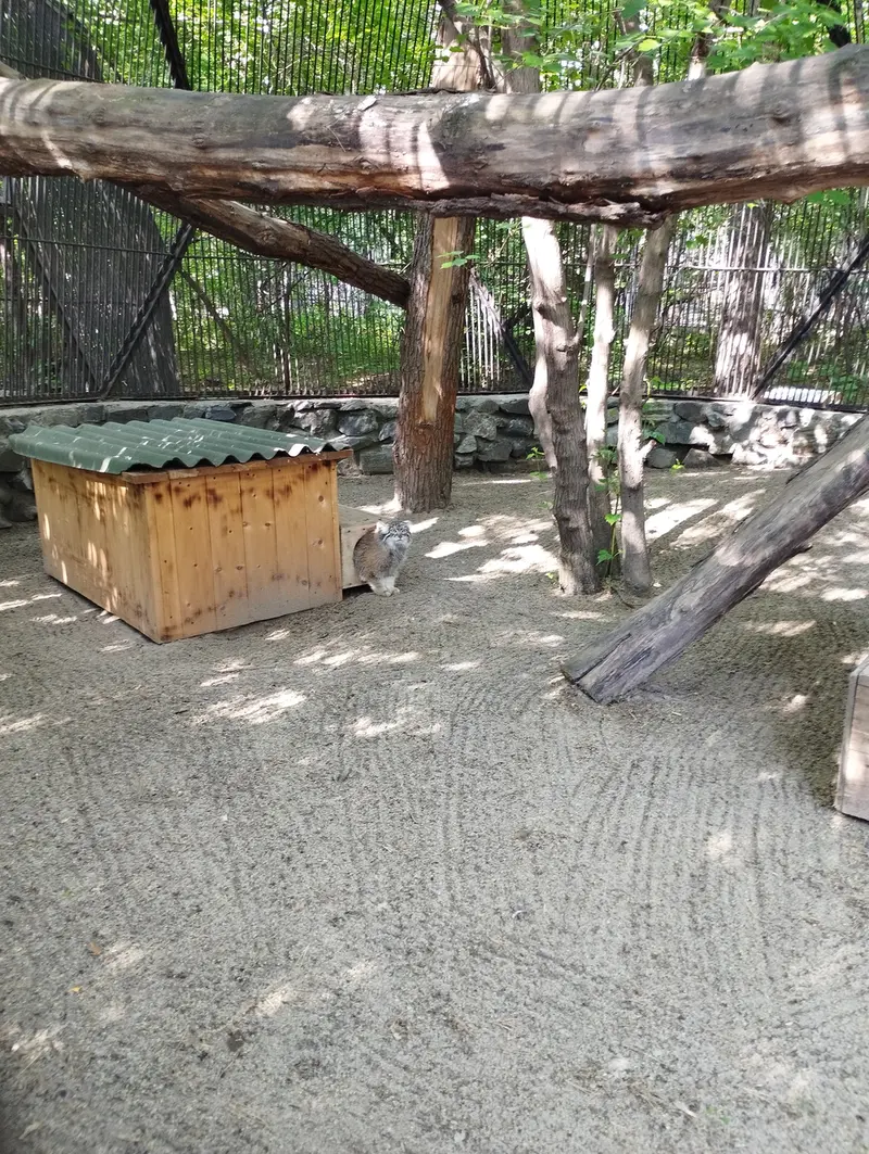 ノヴォシビルスク動物園のマヌルネコの写真