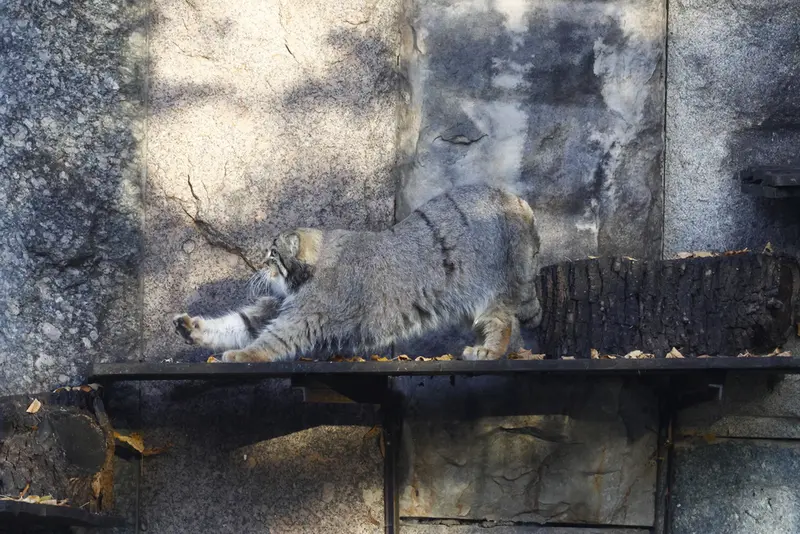 モスクワ動物園のティモフェイの写真