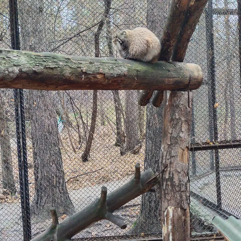 ノヴォシビルスク動物園のアチの写真