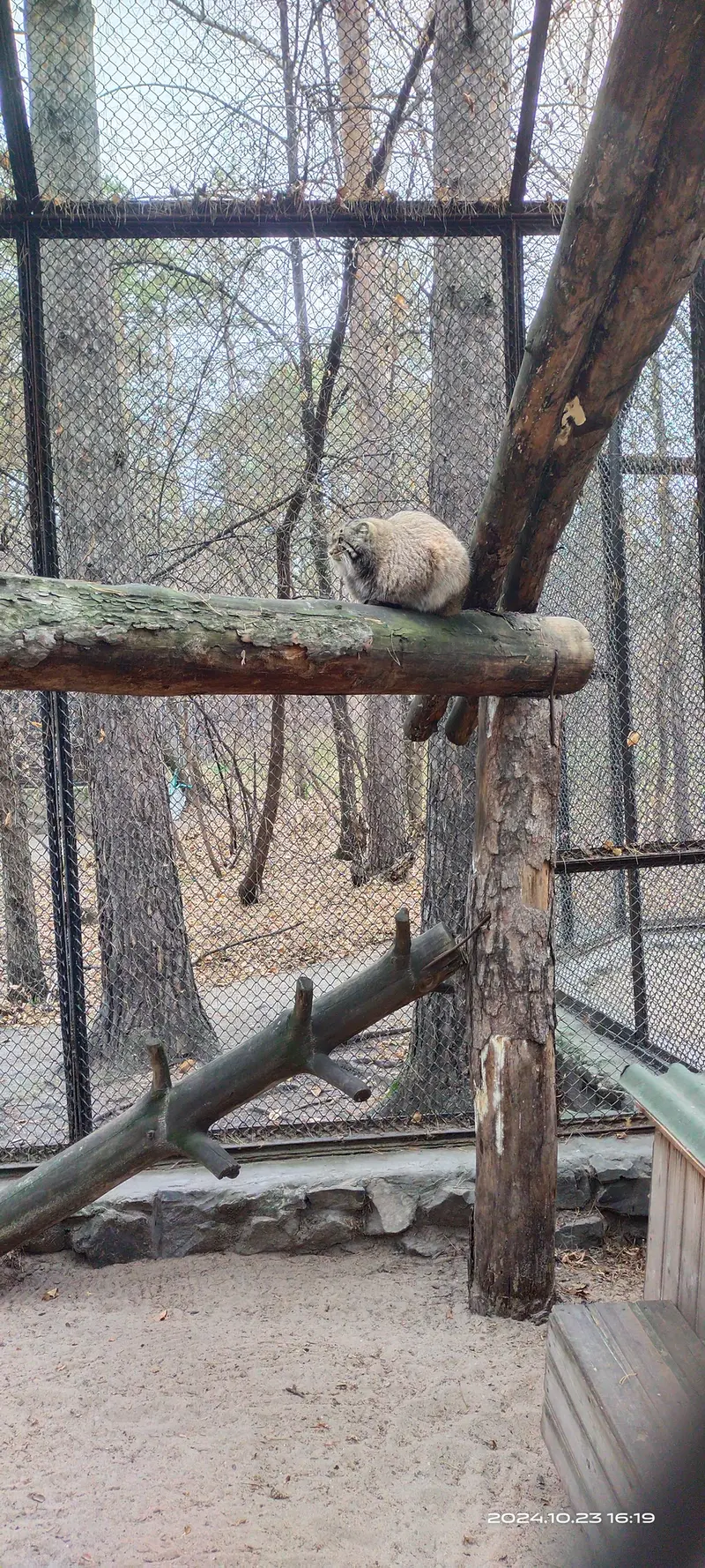 ノヴォシビルスク動物園のアチの写真