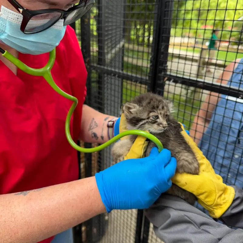 ニアイビ動物園のマヌルネコの写真