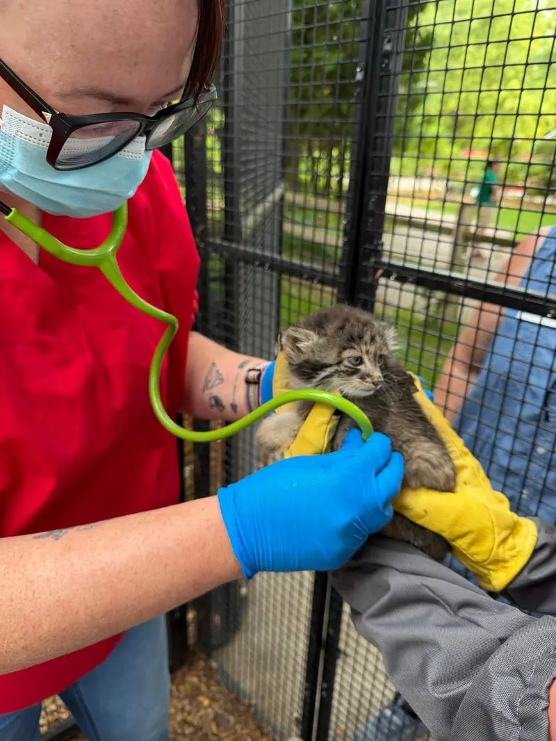 ニアイビ動物園のマヌルネコの写真